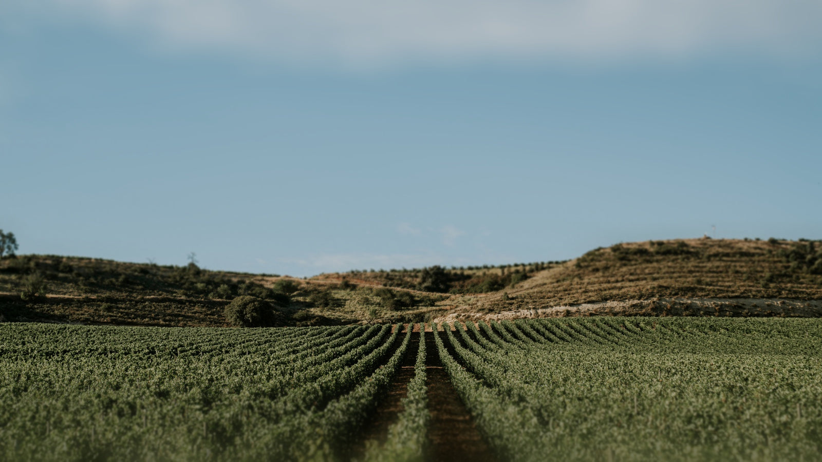 Soft-focus vineyard rows in warm light