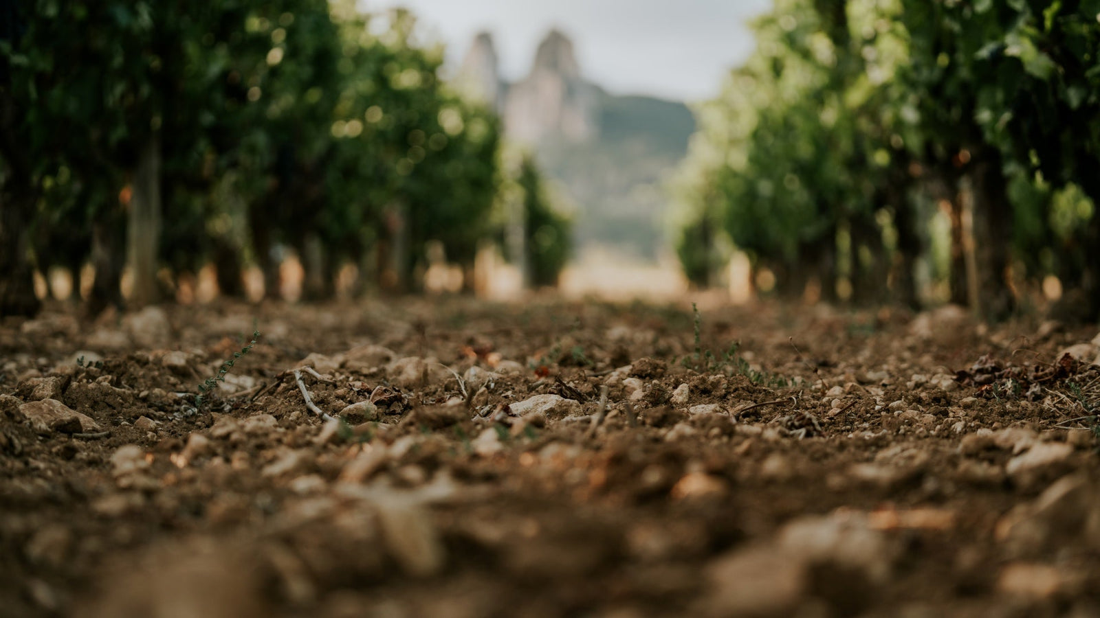 Vineyard rows under an open sky
