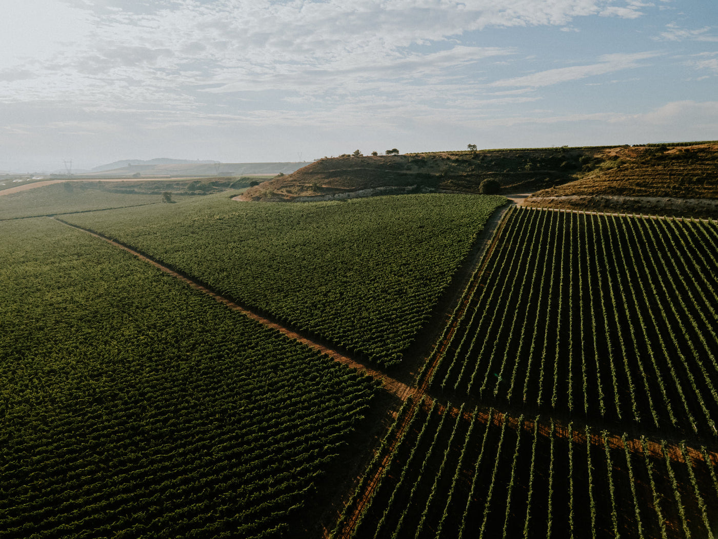 Close-up of grapevines in the vineyard